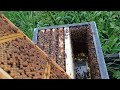 Готовим трутня для инструментального осеменения пчелиных маток (16.07.23)