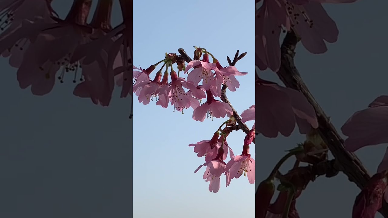 さくら咲く さくら咲く🌸 - YouTube