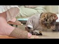 飼い主の足をおもちゃにしてなぶり倒してくる元保護猫が可愛すぎます…
