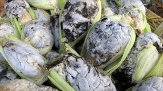 ¿Qué es huitlacoche y ejemplos?