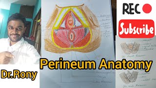PERINEUM ANATOMY SIMPLIFIED IN BANGLA.Part- 1(Superficial, Deep Boundaries & Cutaneous Innervation). screenshot 4