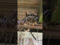 6/12 Minister's Minute: Baby Robins!