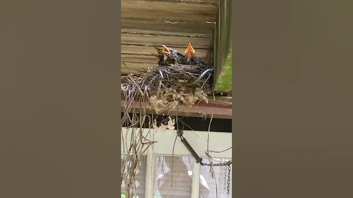 6/12 Minister's Minute: Baby Robins!