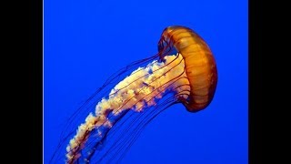 Facts: The Pacific Sea Nettle