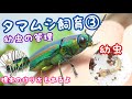タマムシ飼育③ 幼虫の掘り出しと管理方法 【標本作成】
