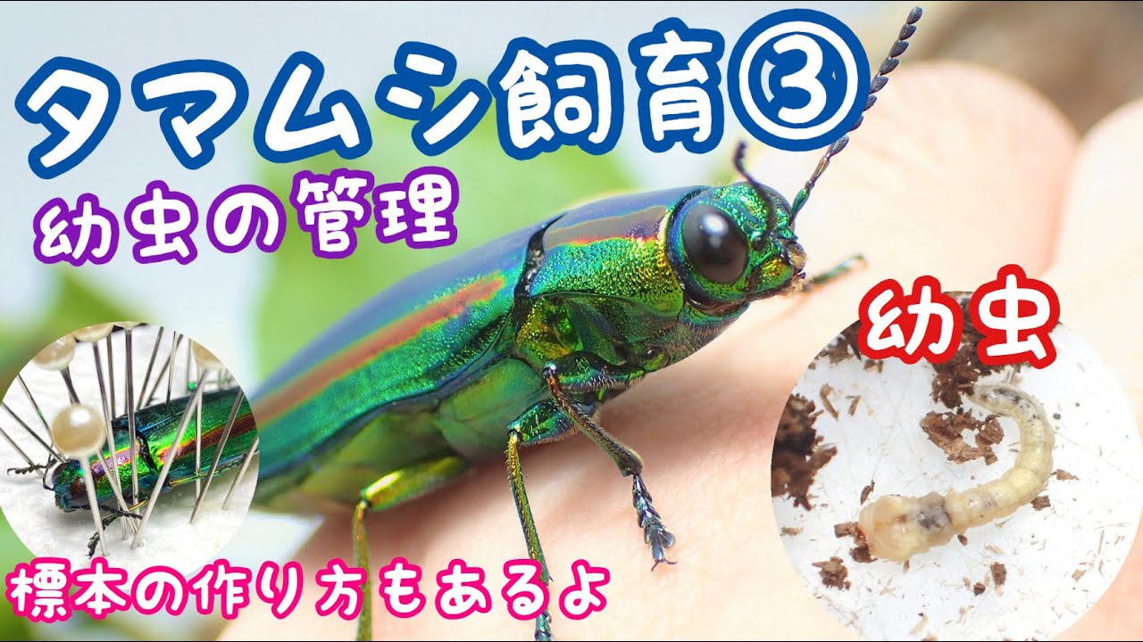 タマムシ飼育 幼虫の掘り出しと管理方法 標本作成 Youtube