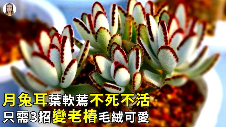 月兔耳養護，想要葉不軟不掉葉，3個養護技巧別做錯|花花世界 - 天天要聞