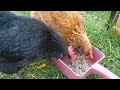 My chicken pets feed before go to bed.