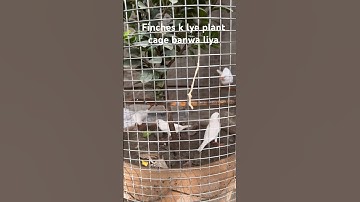 Birds plant cage | how to make birds cage at home🦜