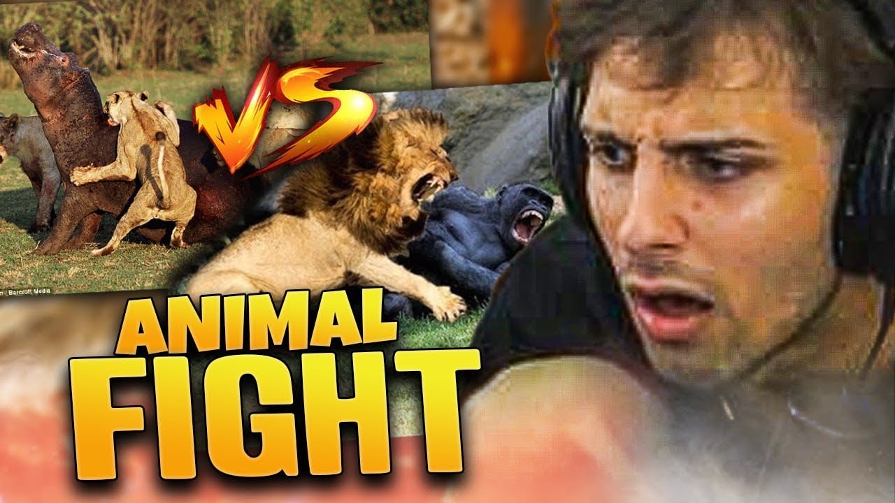 SDROGO FIGHT ANIMALESCHI [REACTION]