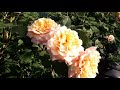 ✿➽ Роза Карамелла в нашем саду  🌺🌿2019