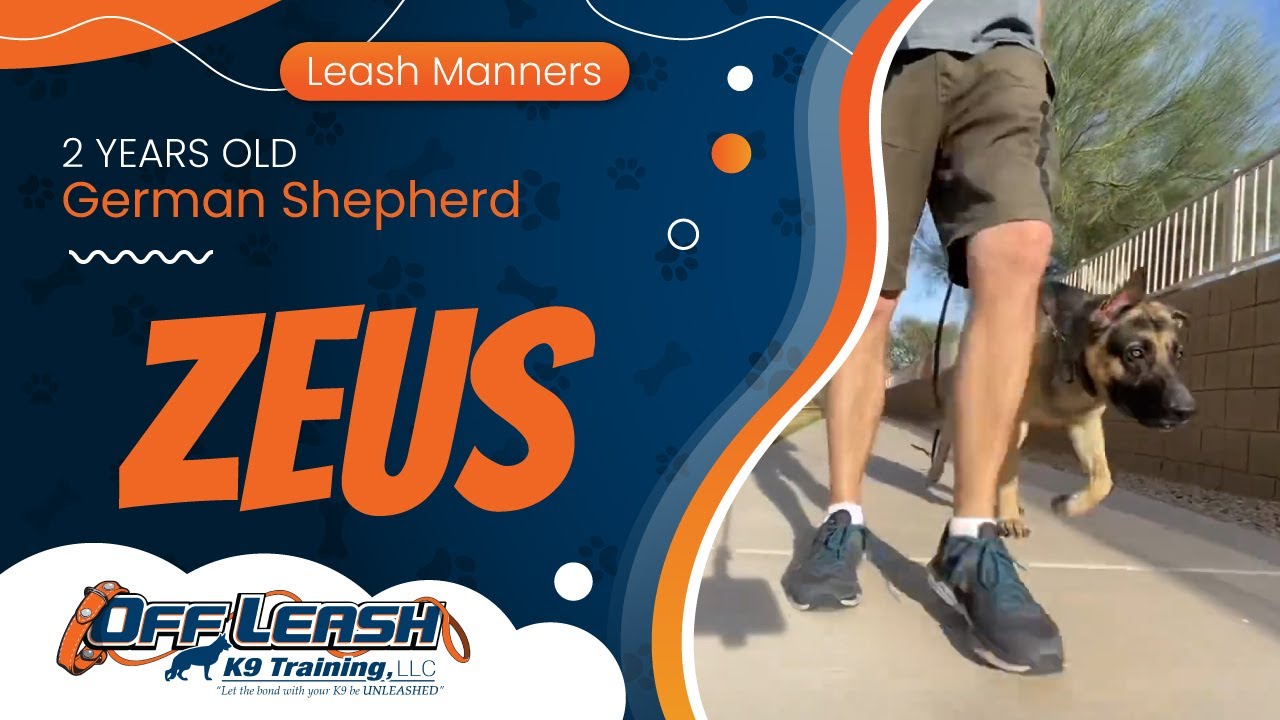 2yo German Shepherd Zeus Best German Shepherd Trainers Off Leash