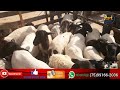 Feira de ovelhas e cabras de Cansanção 15/03/2021