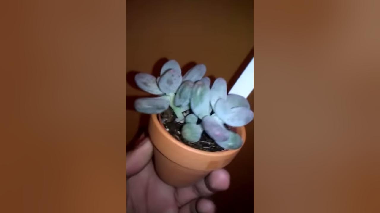 Moonstones sedum - YouTube