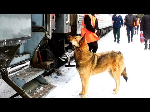 Video: Gå din hund og redd liv med bedste venner '2018 Strut Your Mutt