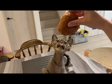 食いしん坊のデボンレックス弟が私のロールパンを狙ってきました(Devon Rex cat wants to eat my bread roll)