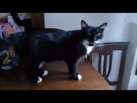 Female cat in heat meowing ( mate 