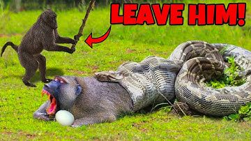 Angry Baboons Fight Giant Python to Save Tortured Teammates