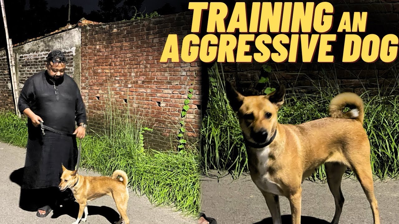 Training an AGGRESSIVE DOG 🐕 - YouTube