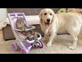 Boss cat teaches golden retriever whos really in charge poor buddy