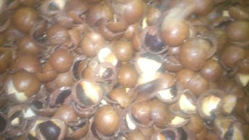 the video of Angelon double belt Macadamia nuts color sorter machine in Australia/jasmine@ajlong.cn