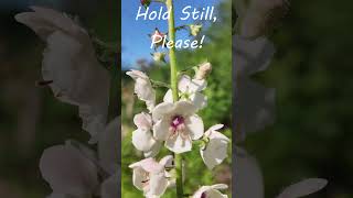 Hold Still Wildflowers #nature