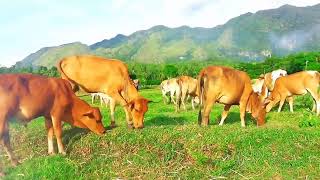 Kawanan sapi lembu jinak turun ke sawah warga - suara sapi lucu saling bersautan..