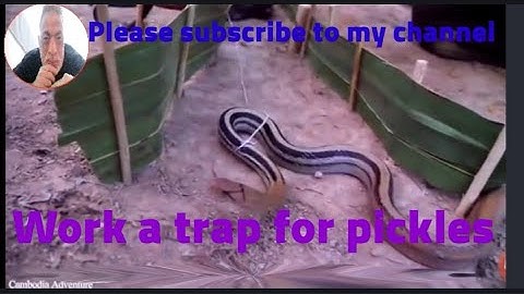 Easy Snake Trap - Creative DIY Snake Trap make from Cutter Work 100%