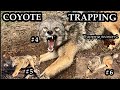 Coyote trapping coyote 45and 6 for 2024 piney life trapping season 2 ep2 pineylife