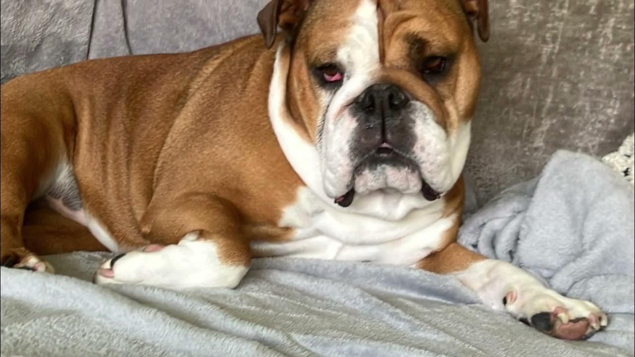 My dog’s sleep cycle YouTube