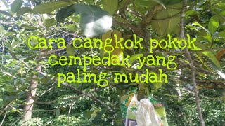 Cangkok pokok cempedak