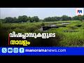ആലപ്പുഴ പുറക്കാട് സർക്കാർ ഭൂമി വിഷപ്പാമ്പുകളുടെ താവളം; ഭീതിയിൽ നാട്ടുകാർ | Alappuzha | Snakes