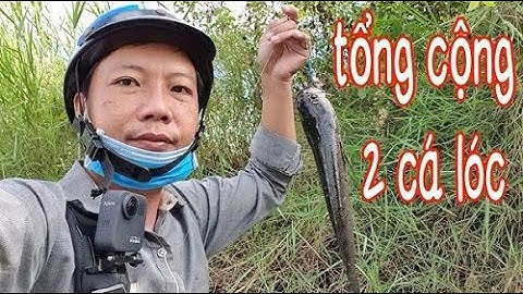 CÂU CÁ LÓC THIÊN NHIÊN | snakehead fishing | quốc toản fishing