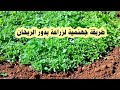 سر نجاح زراعة الريحان او الحبق