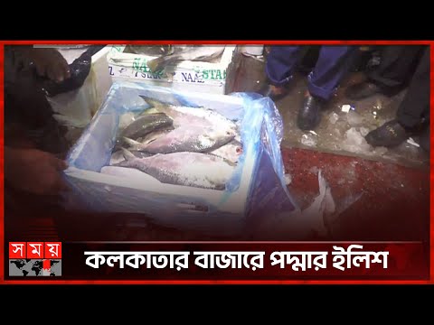 ভারতে যাচ্ছে বাংলাদেশের ইলিশ | Hilsa Fish in Kolkata Market | Padma Ilish | Somoy TV