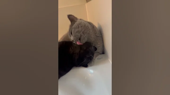 Watch the video about 🥰#funny #cat #cats #love #song #animals #animal #cute #sweet #adorable #edit