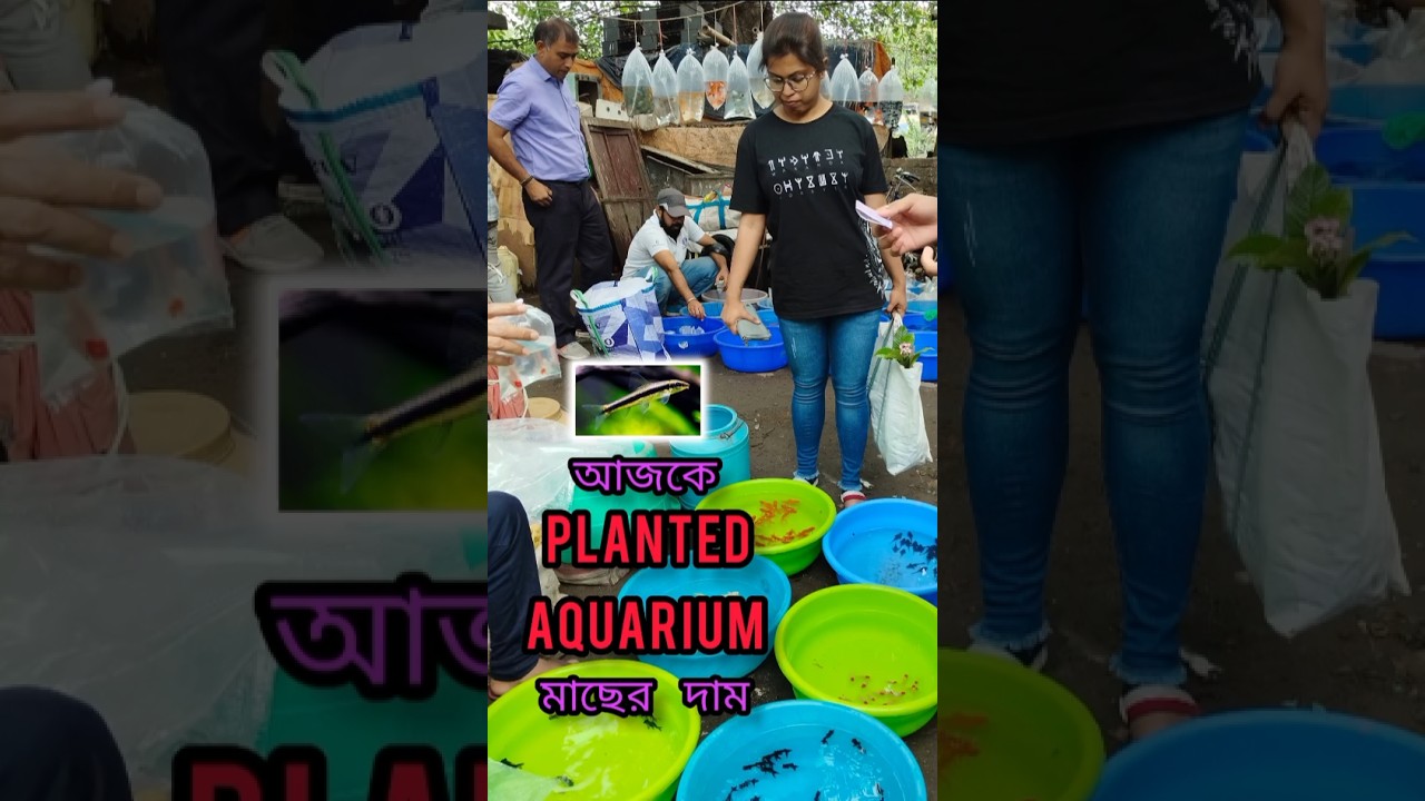 planted setup FISH price in galifstreet 