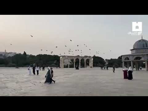 صباح النصر من باحات المسجد الأقصى فلسطين تنتصر