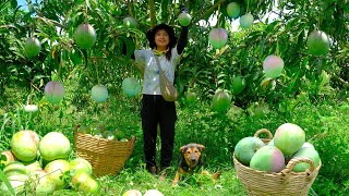 Download Lagu Harvest Australian Pink Mangoes To Sell At The Market| Farming, Cooking MP3 Download Lagu Harvest Australian Pink Mangoes To Sell At The Market| Farming, Cooking MP3