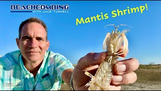 Beachcombing - Mantis Shrimp