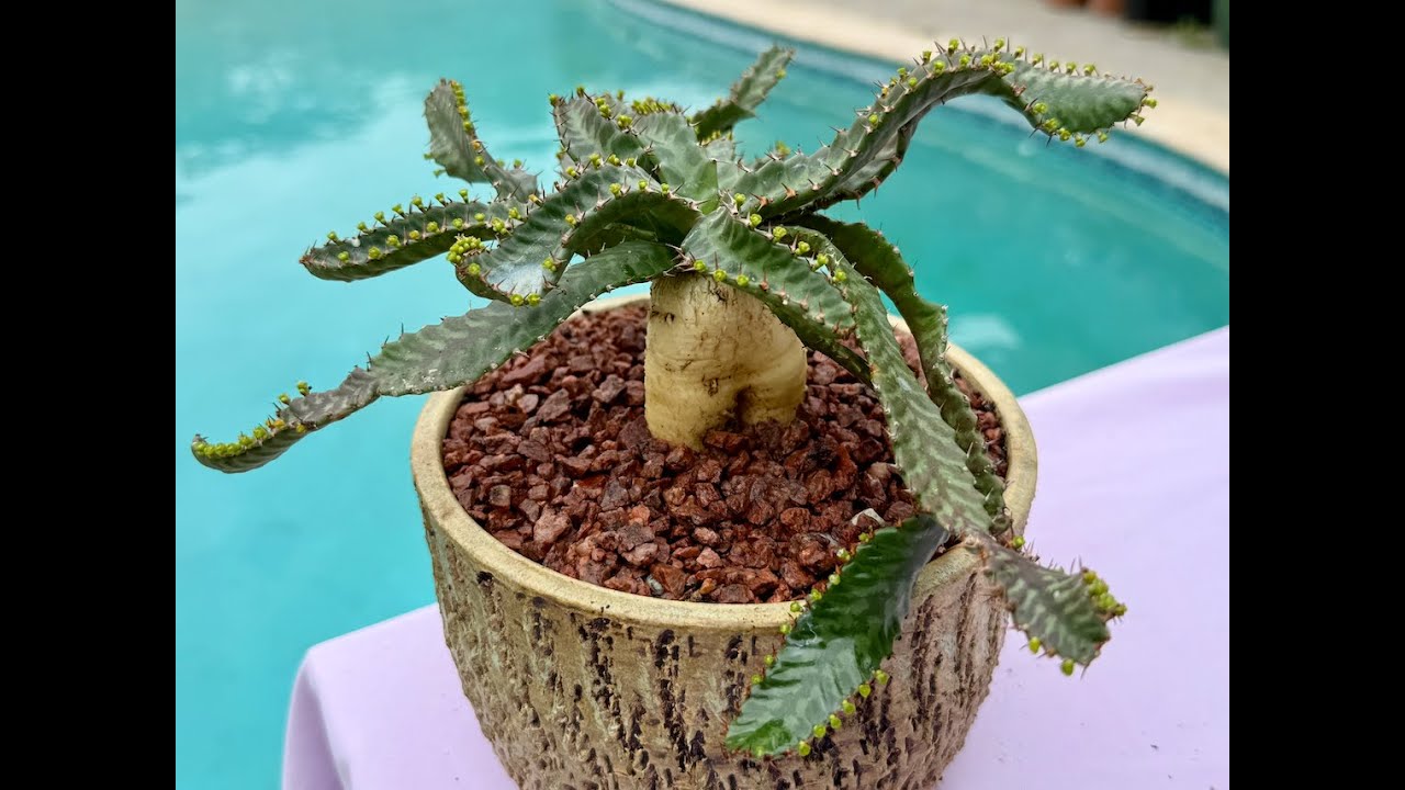 Beautiful Euphorbia stellata Succulent - Episode 185