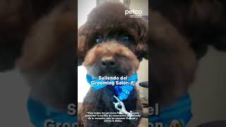 🧼 La magia ocurre dentro de nuestro Grooming Salón ✨