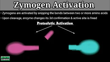 What does proenzyme mean?