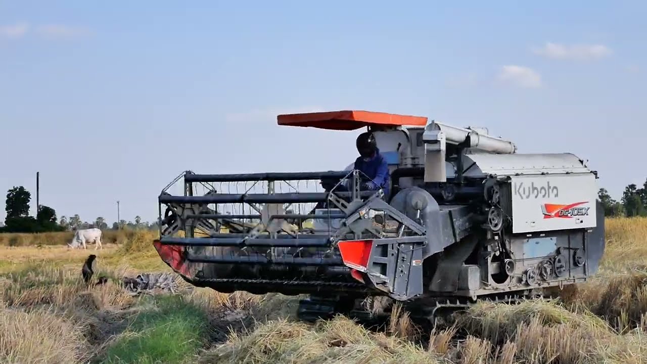 Nice harvesting the rice 🌾 smoothie with Kubota DC 105x 