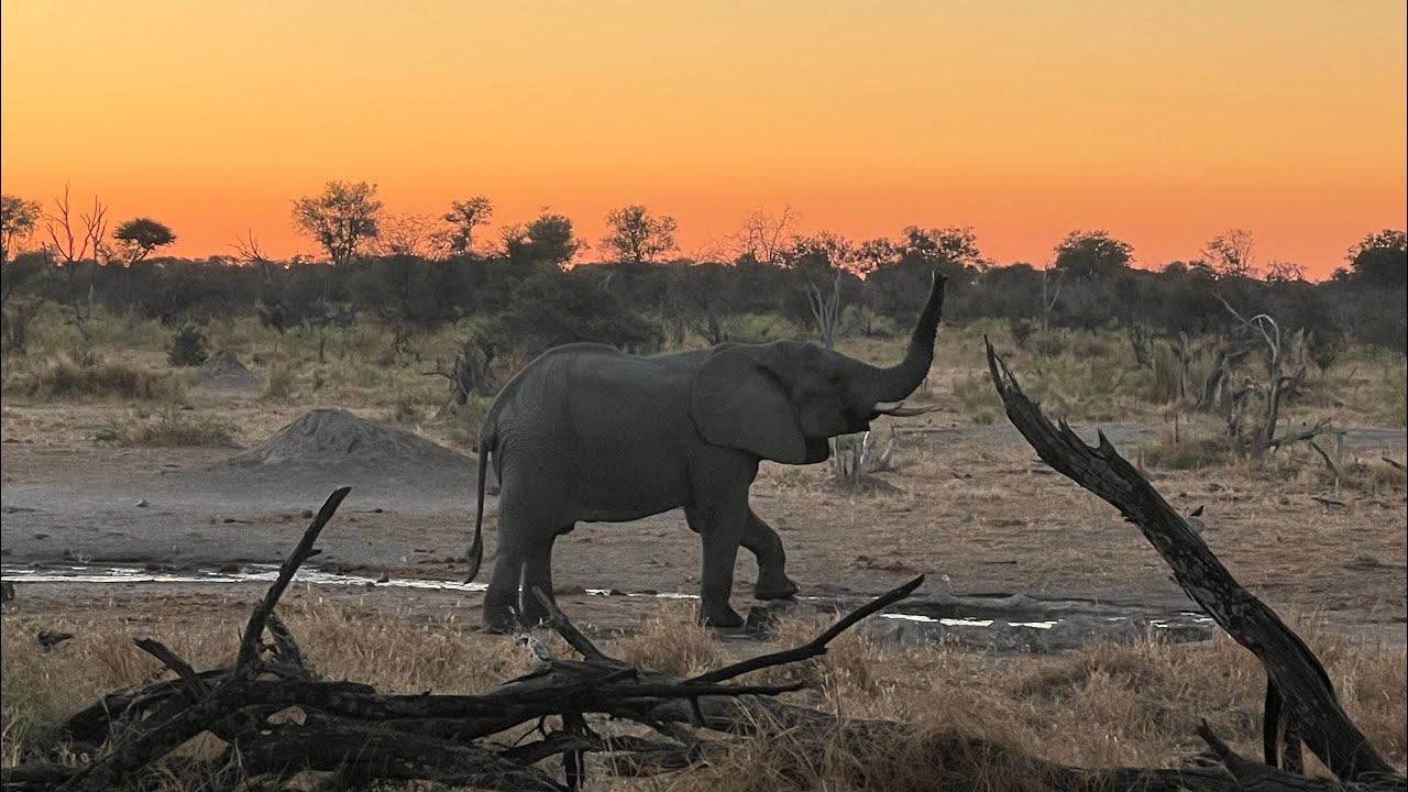 Africa Safari: Camp 4 - Gomoti (Day 9)