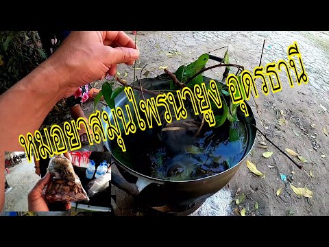 พูดคุยกับหมอสมุนไพรนายูง อุดรธานี