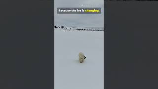 #NuisanceBear #ClimateCrisis #Conservation #Viral #Trending #2026Edition #ForYou #J27Videos