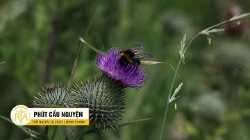 Phút Cầu Nguyện, Thứ Hai 05/10/2020: Cùng Mẹ Chiêm Ngắm Mầu Nhiệm Cuộc Đời