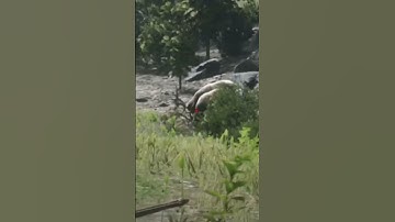 Double Kill Red Dead Redemption 2 #Shorts