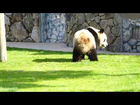 白浜アドベンチャーワールド　パンダ　2012年　３